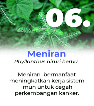 Slide Manfaat Ang Cang Lie Herbal Obat Kanker - Meniran